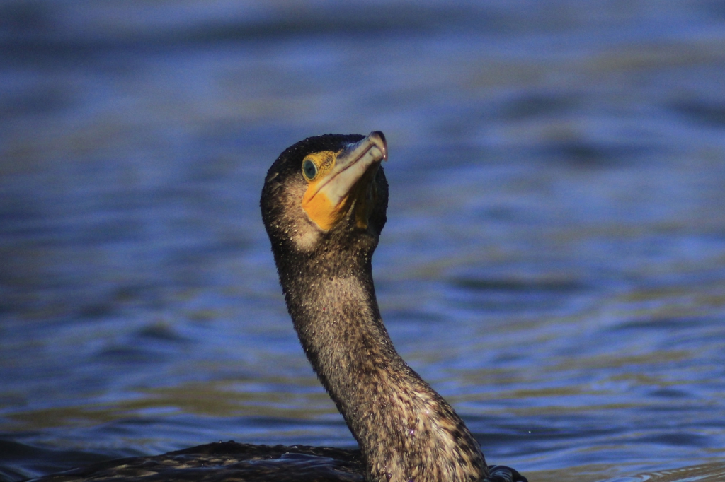 c14-07-grand-cormoran