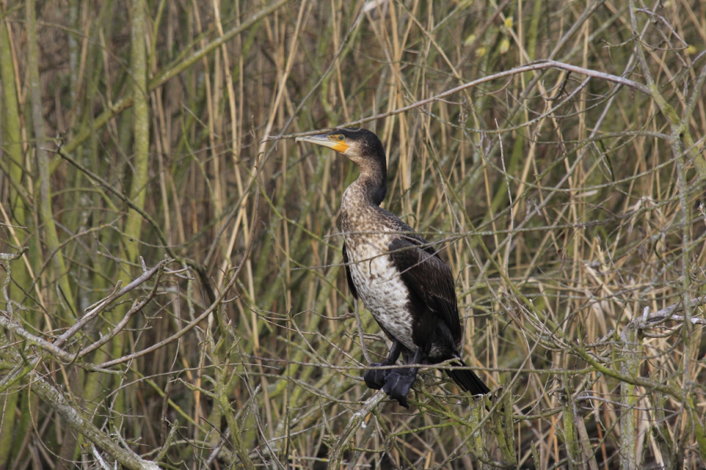 c14-13-grand-cormoran