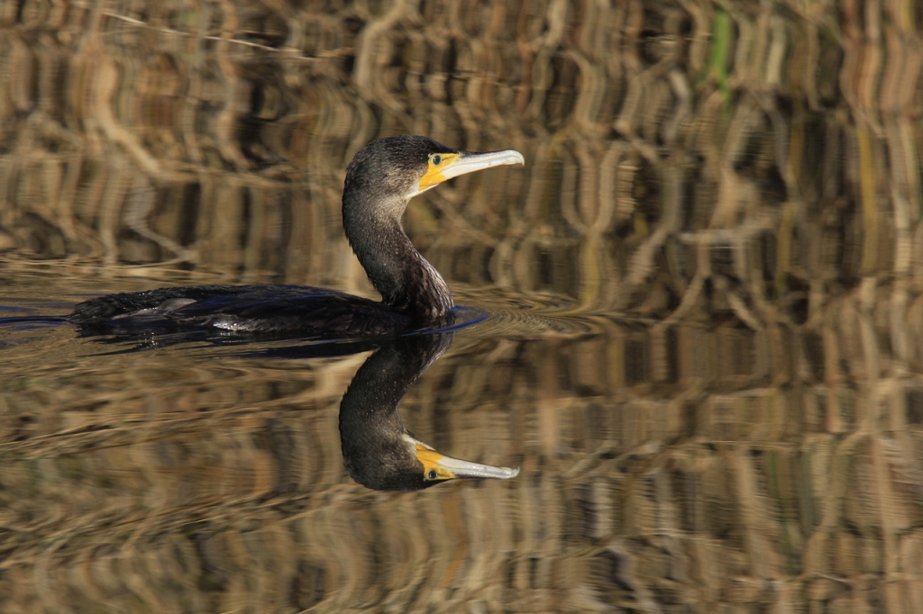 c14-23-grand-cormoran