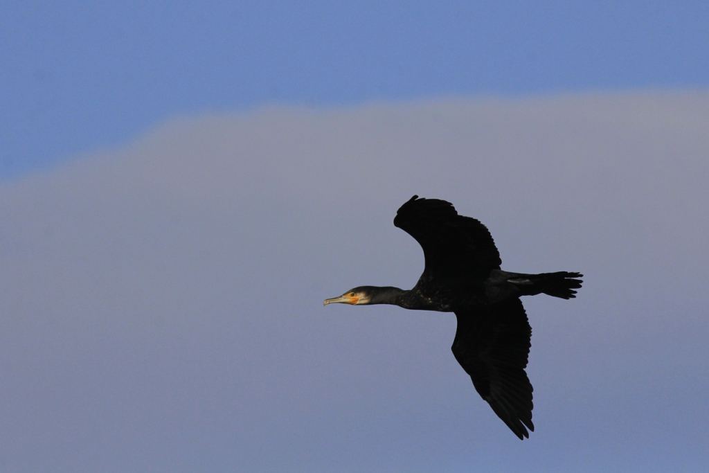 c14-37-grand-cormoran