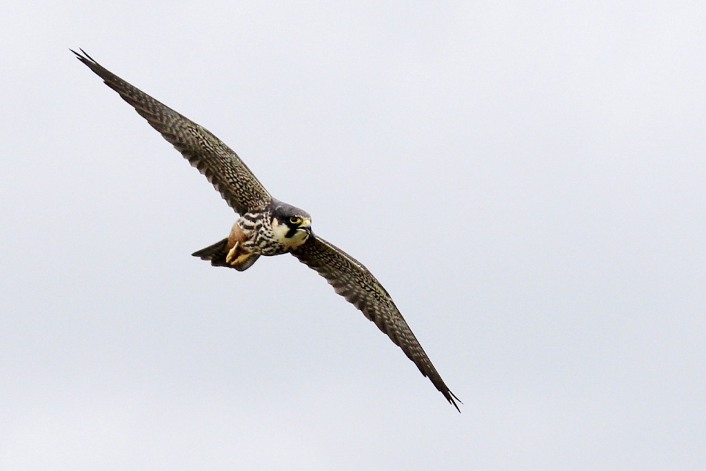c15-77-faucon-hobereau