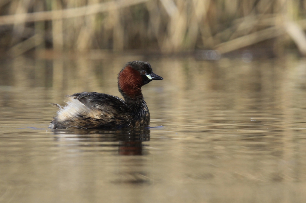 c17-31-grebe-castagneux
