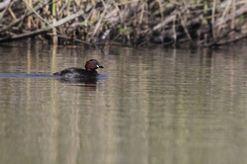 c17-34-grebe-castagneux