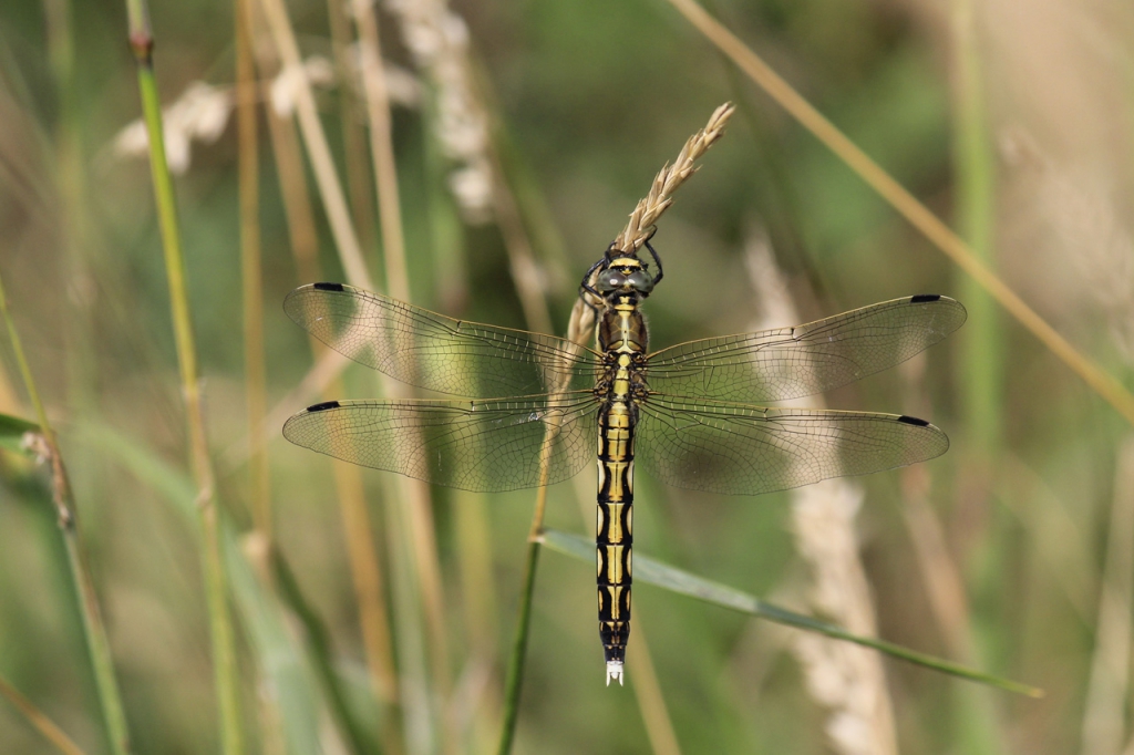 c21-43-orthetrum-a-stylets-blancs