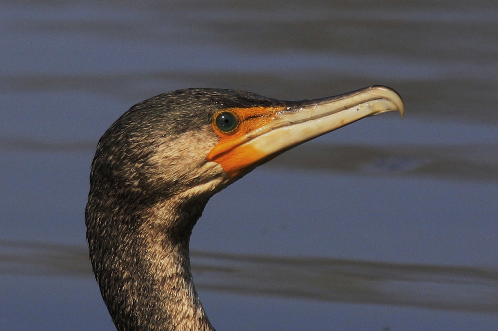 c14-12-grand-cormoran