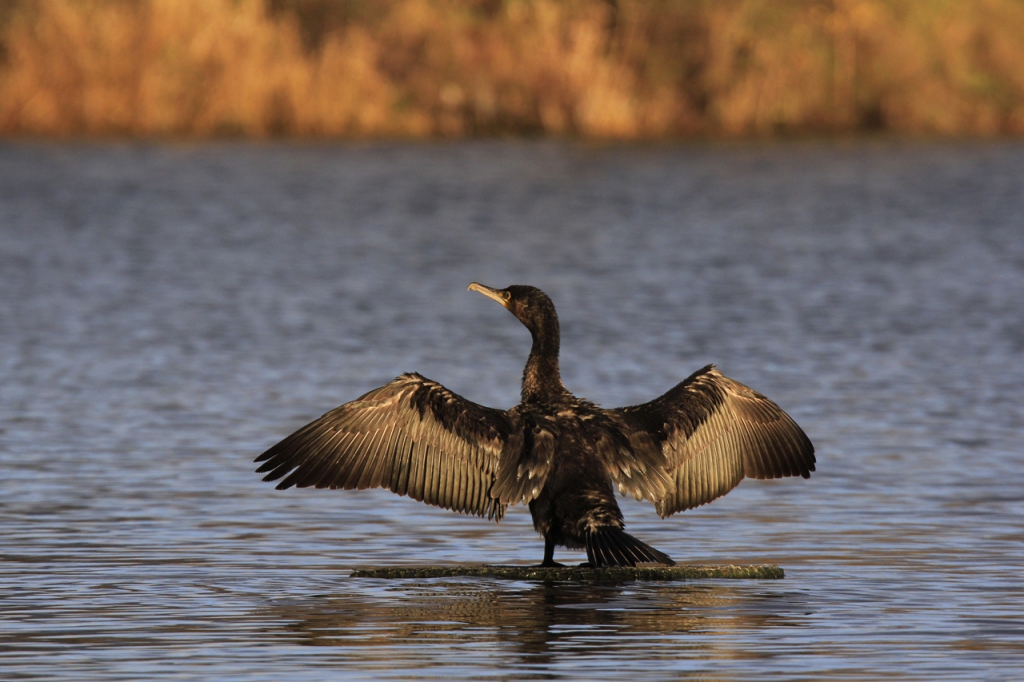 c14-30-grand-cormoran