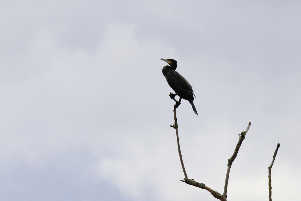 c14-36-grand-cormoran