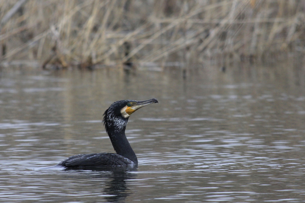 c14-38-grand-cormoran