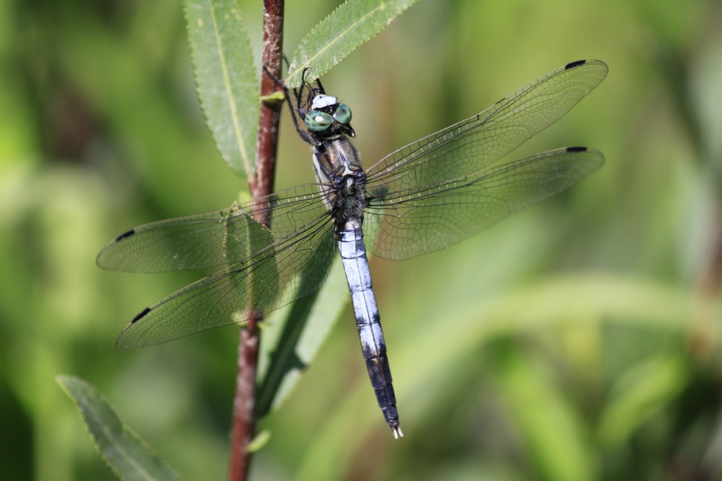 c21-44-orthetrum-a-stylets-blancs
