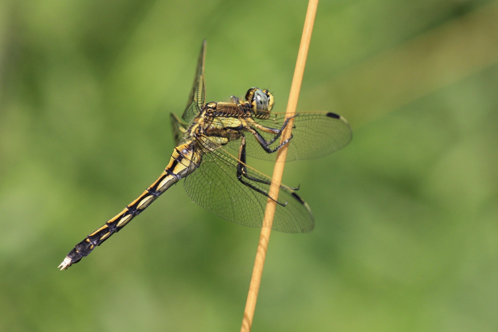 c21-41-orthetrum-a-stylets-blancs